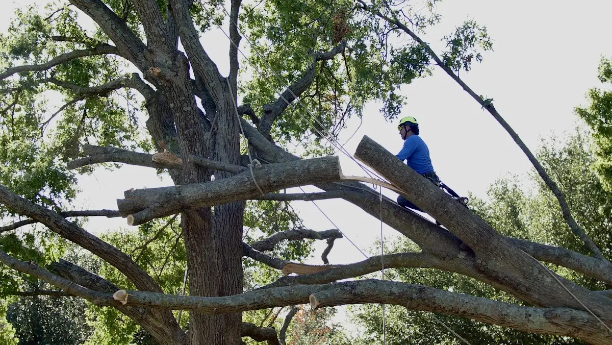 Professional Hazardous Tree Removal performed by certified arborists in Kitty Hawk